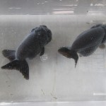 黒ランチュウ 約１２ｃｍ Fish Landの通販にお任せ 金魚 熱帯魚をご自宅へお届けします
