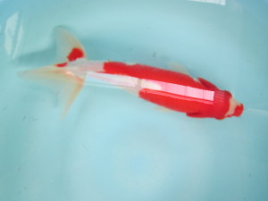 ko113