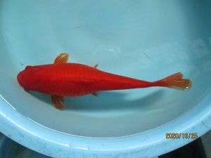k0121