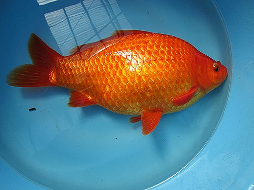 和金 36cm Fish Landの通販にお任せ 金魚 熱帯魚をご自宅へお届けします