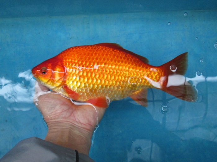 和金 オスの可能性大 25 5cm Fish Landの通販にお任せ 金魚 熱帯魚をご自宅へお届けします