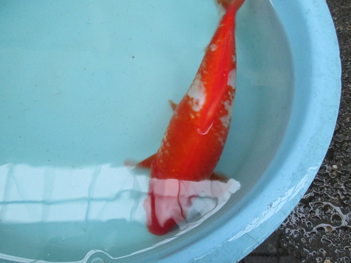 サラサ和金 フナ尾 27.5cm | Fish Landの通販にお任せ！金魚・熱帯魚を 