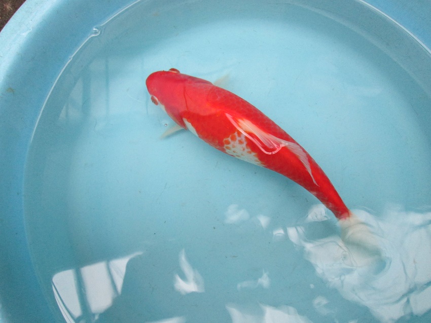 1607 サラサ和金 フナ尾 28 0cm Fish Landの通販にお任せ 金魚 熱帯魚をご自宅へお届けします