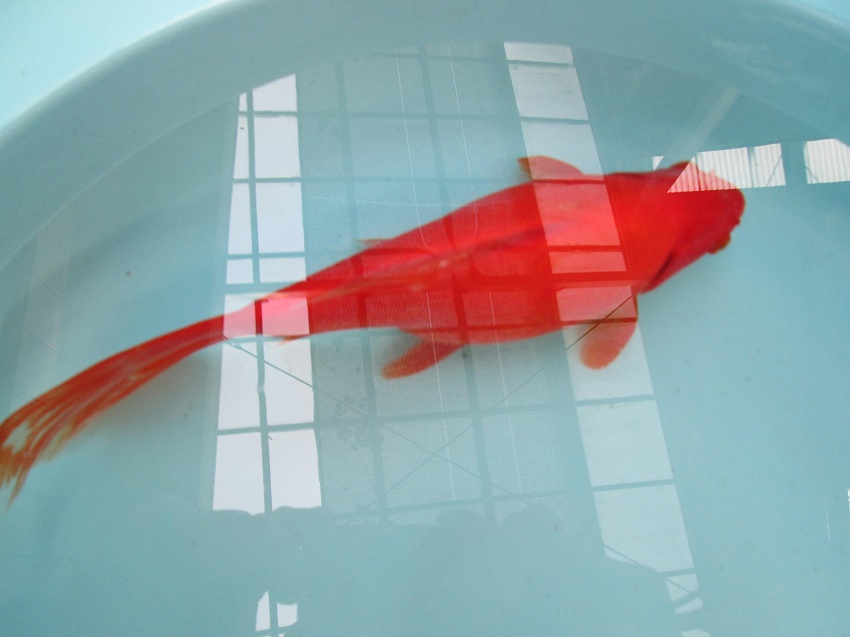 1802 赤コメット 25.5cm (当養魚場産です) | Fish Landの通販にお任せ！金魚・熱帯魚をご自宅へお届けします。