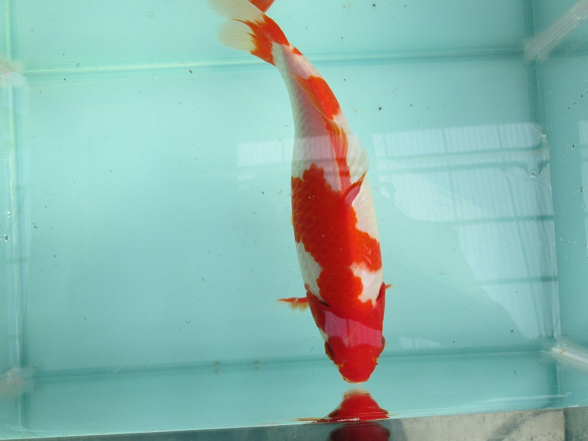 1811 フナ尾サラサ和金 約21 0cm 当養魚場産です Fish Landの通販にお任せ 金魚 熱帯魚をご自宅へお届けします