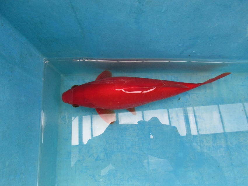 1816 フナ尾 もみじ和金 約25 5cm 当養魚場産です Fish Landの通販にお任せ 金魚 熱帯魚をご自宅へお届けします