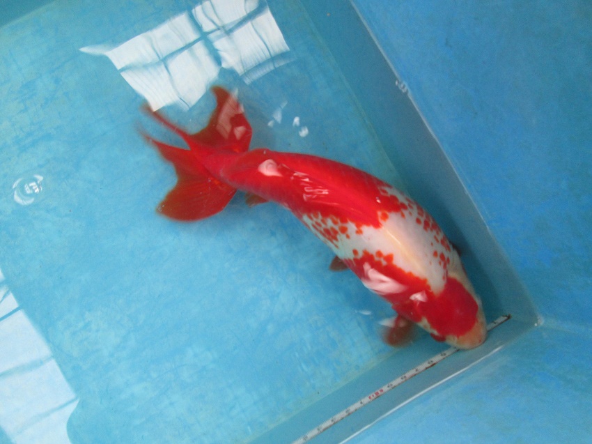 1819 サラサ和金 約27 0cm 当養魚場産です Fish Landの通販にお任せ 金魚 熱帯魚をご自宅へお届けします