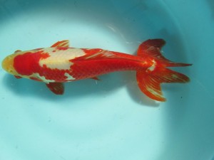 k088