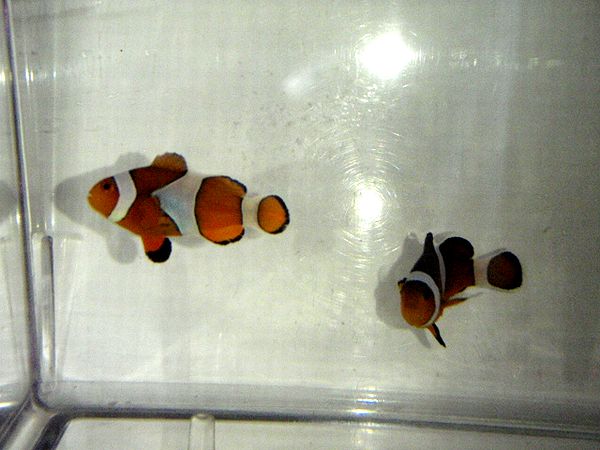 カクレクマノミ 約2 5cm Fish Landの通販にお任せ 金魚 熱帯魚をご自宅へお届けします