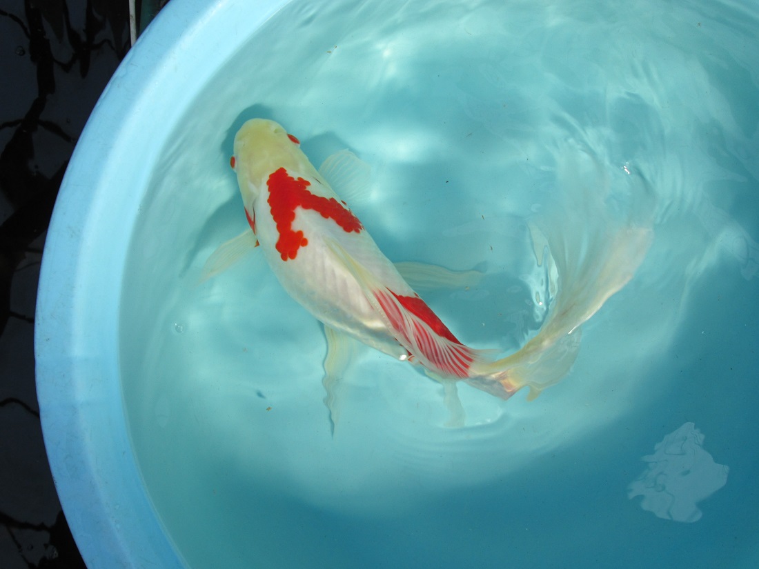 ジャンボコメット メス 38cm Fish Landの通販にお任せ 金魚 熱帯魚をご自宅へお届けします ジャンボコメット メス 38cm Fish Landの通販にお任せ 金魚 熱帯魚をご自宅へお届けします