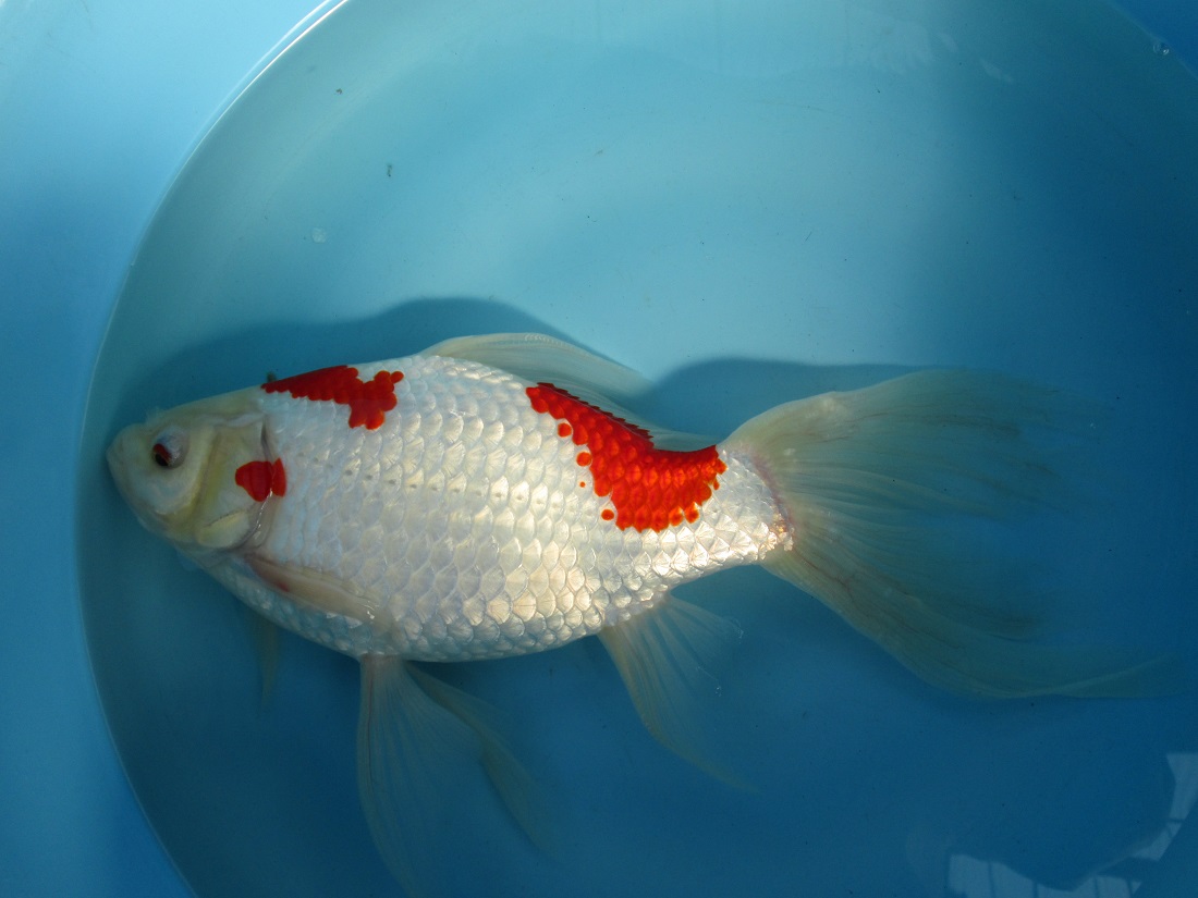 ジャンボコメット メス 38cm Fish Landの通販にお任せ 金魚 熱帯魚をご自宅へお届けします